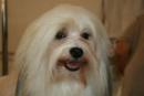 Havanese dogs in Hawaii and Britich Columbia