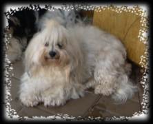 Cuba is where the breed originates