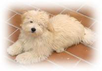 Havanese are great with kids
