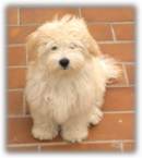 All ages love Havanese dogs