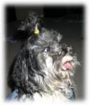 Havanese are great with kids