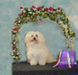 You do most anything with a Havanese dog