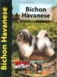 All ages love Havanese dogs