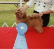 CKC Champion MistyTrails Keopah's GoDivaLicious