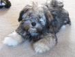 Havanese Puppies