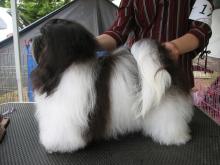 Best Pup at Toy Specialty BPISS