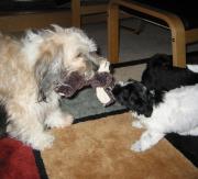 Socializing Havanese dogs with cats, kids and other dogs
