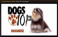 Animal Planet video
