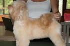 Havanese Clips and Grooming