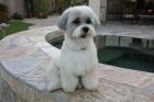 Havanese Clips and Grooming