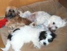Many homes have two havanese,  some have three!