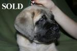 Recording information about the Mastiff puppies